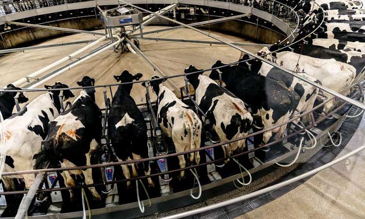 Effluent Treatment Plants For Dairy Wastewater